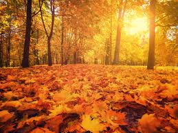 Fall Image 7 Firefox 1.12.0
