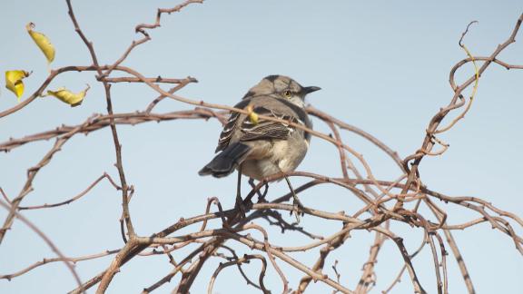 New Yorkers And Wildlife Are Finding Solace In The City’s Parks
