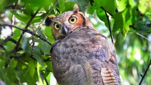 New Yorkers And Wildlife Are Finding Solace In The City’s Parks
