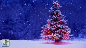 Winter Pic 7