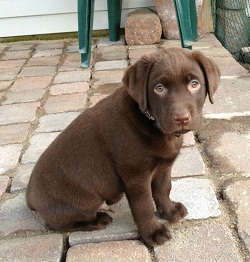 Puppy4 250