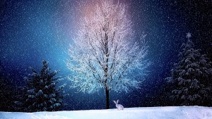 Winter Pic 4