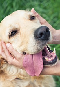 Dog3