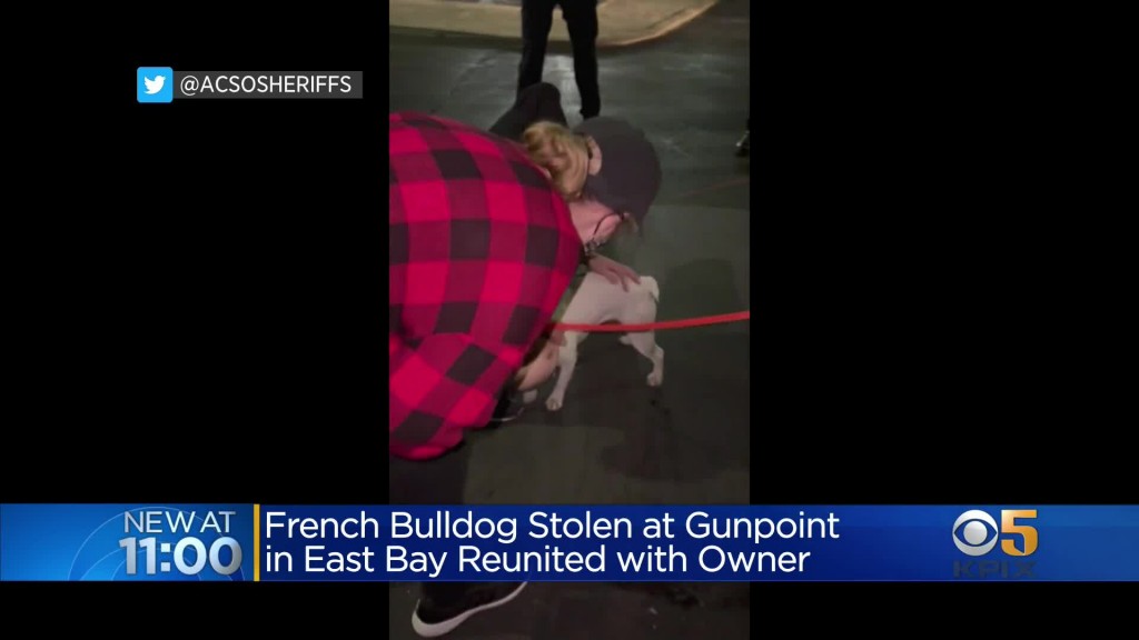 French Bulldog Stolen At Gunpoint Reunites With Castro Valley Owners