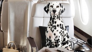 Why Animal Owners In Hong Kong Are Hiring Private Planes For Their Pets