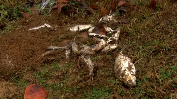 It Rained Fish Over A Texas Town This Week In A Bizarre Weather Event