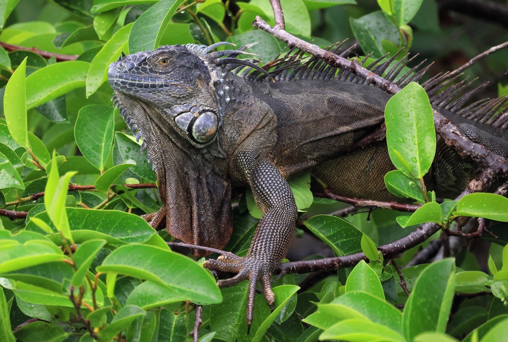 How Cold Is It In Miami? It’s So Cold That ‘falling Iguanas’ Are Forecast