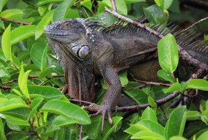 How Cold Is It In Miami? It’s So Cold That ‘falling Iguanas’ Are Forecast