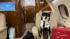Why Animal Owners In Hong Kong Are Hiring Private Planes For Their Pets