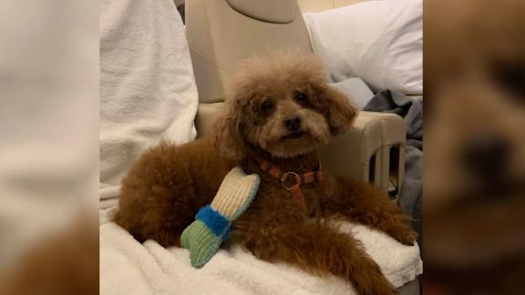 Why Animal Owners In Hong Kong Are Hiring Private Planes For Their Pets