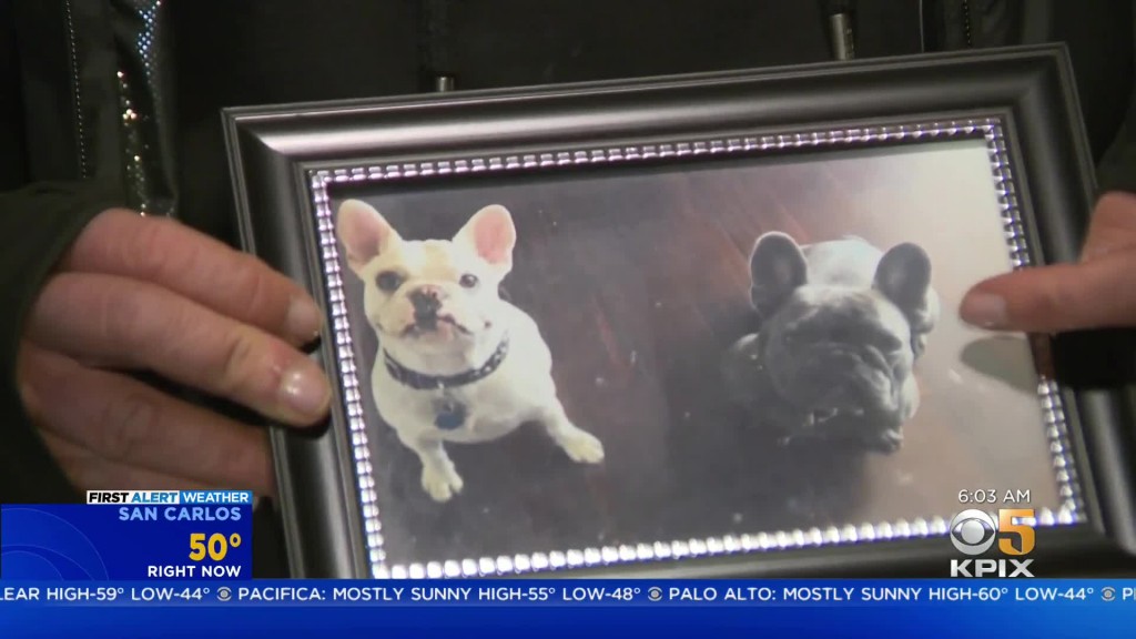 French Bulldog Owner Pleads For Return Of 2 Stolen Dogs