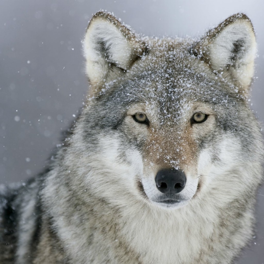 Wolf Image 2 Alt Text