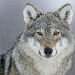 Wolf Image 2 Alt Text