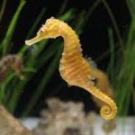 Seahorse2
