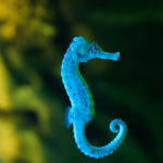 Seahorse3