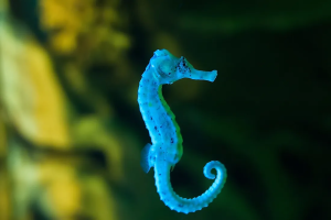 Seahorse3