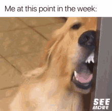 Dog2