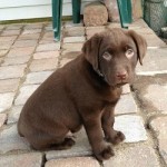 Puppy4 250