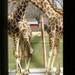 Niabi Zoo