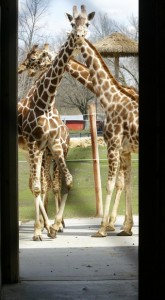Niabi Zoo