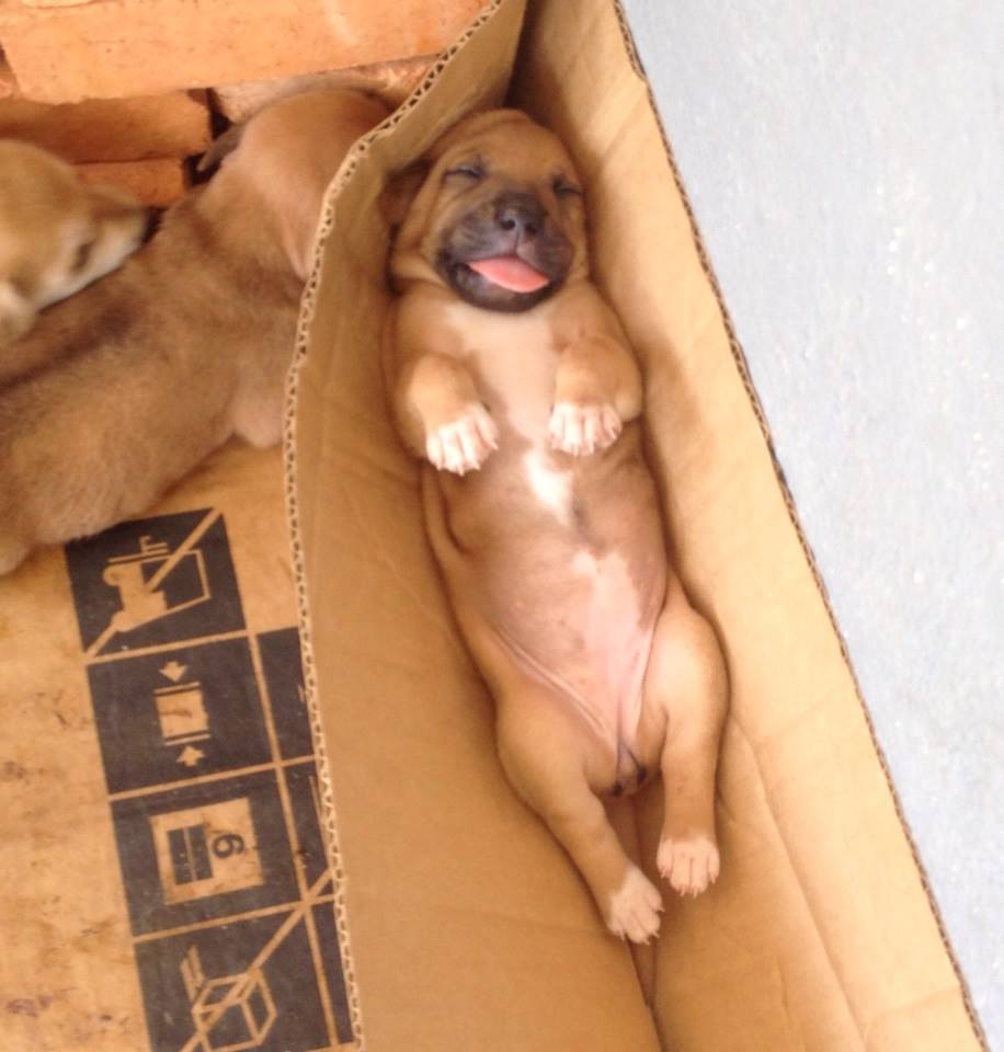 Puppy5