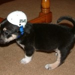 Puppy3 250