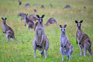 Alt text - Kangaroo4