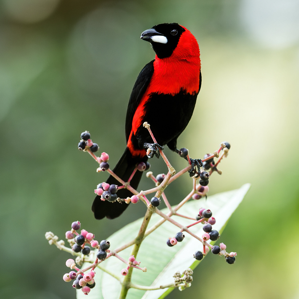 Alt Text - Bird4