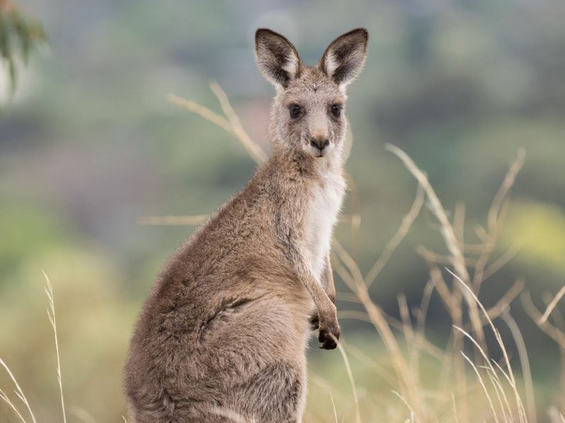 Kangaroo3
