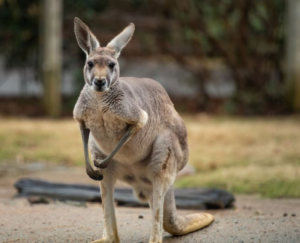 Kangaroo2