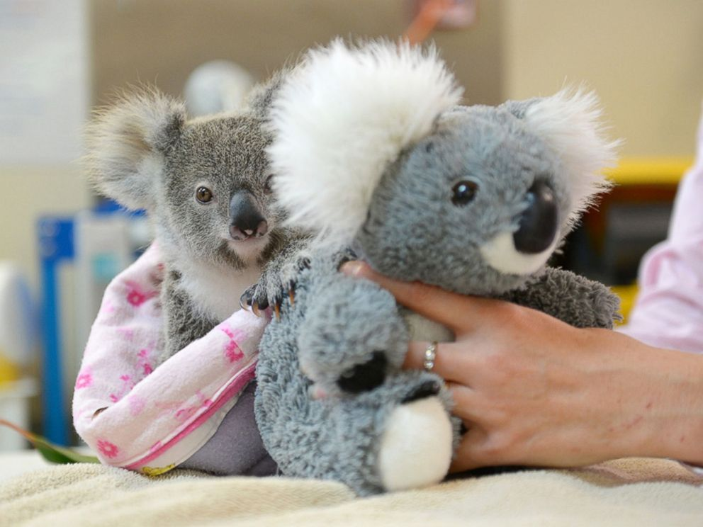 Baby Koala