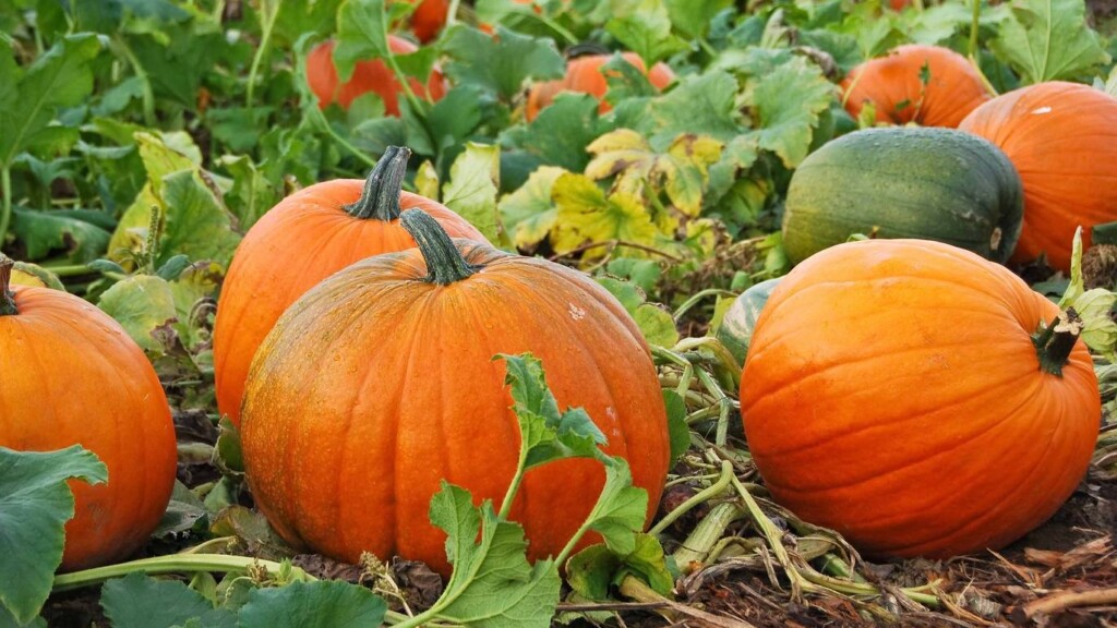 Pumpkins