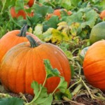 Pumpkins