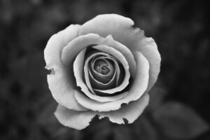 B W1