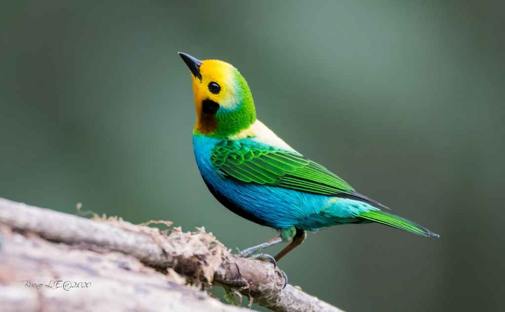 Bird6